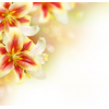 Flowers - Background - 