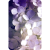 Flowers - Sfondo - 