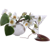 Flowers Plants White - Rośliny - 