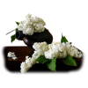 Flowers Plants White - Piante - 
