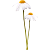 Flowers Plants White - Biljke - 