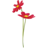 Flowers Plants Red - Rośliny - 
