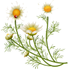 Flowers - Illustrations - 