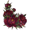 Flowers - Illustrazioni - 