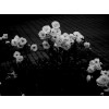 Flowers - Moje fotografie - 