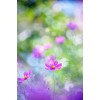 Flowers - My photos - 