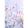 Flowers - フォトアルバム - 