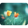 Flowers - Priroda - 