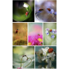 Flowers - Natureza - 
