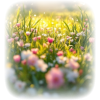 Flowers - Natureza - 