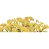 Flowers - Pflanzen - 