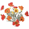 Flowers - Растения - 