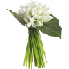 Flowers Plants White - Biljke - 