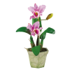 Flowers Plants Purple - 植物 - 