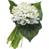 Flowers Plants White - Plantas - 