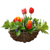 Flowers Plants Colorful - Biljke - 