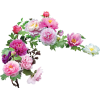 Flowers Plants Pink - Piante - 