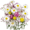Flowers - Plantas - 