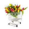 Flowers Plants Colorful - Растения - 