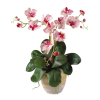 Flowers Plants Pink - Rastline - 