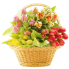 Flowers Plants Colorful - Plants - 