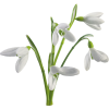 Flowers Plants White - Rastline - 