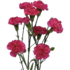 Flowers - Rastline - 