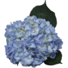 Flowers - Plants - 