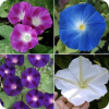 Flowers - Plants - 