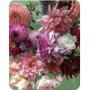 Flowers - Plants - 