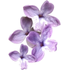 Flowers lilac - Biljke - 