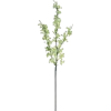 Flower stem - Piante - 