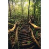 Forest bridge - Natural - 