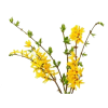 Forsythia - 植物 - 