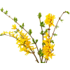 Forsythia flower - Natura - 