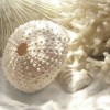 Foto - Wybieg - 
