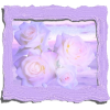 Framed pic of roses - Plantas - 