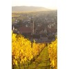 France, Riquewihr view vineyards autumn - Nature - 