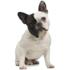 French bulldog - 動物 - 