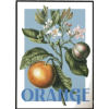 Fruit Orange - Illustrazioni - 