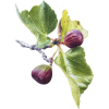 Fruit purple fig - Rastline - 