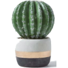 Garden cactus - 植物 - 