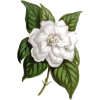 Gardenia - Rascunhos - 