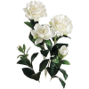 Gardenia - Pflanzen - 