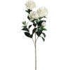 Gardenia - Rośliny - 