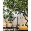 Garden with lemon tree in Morocco - 建筑物 - 