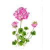 Geraniums - Растения - 