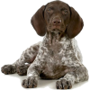 German Shorthaired Pointer - Zwierzęta - 