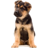 German sheperd puppy - Animali - 