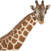 Giraffe - Animales - 